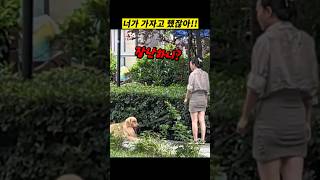 산책가자고 그렇게 난리를 피웠으면서 정작 나오니 드러누워버리는 웃기고 자빠지는 녀석 [upl. by Daitzman333]