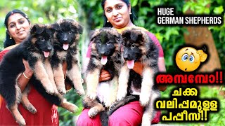 Heavy Huge German Puppies Vickies Greeny [upl. by Nahtonoj]