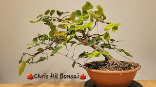 Bonsai Parrotia Persica Vanessa [upl. by Mindi311]