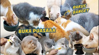 KETIKA KUCINGKUCING DISINI IKUTAN PUASA [upl. by Marylinda330]