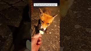 This family rescued a poor fox that had its leg caught in a hunters trap then fox foxy short [upl. by Yeleak]