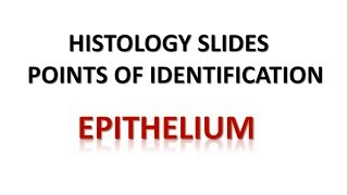 Epithelium Histology Points of Identification [upl. by Feodora298]