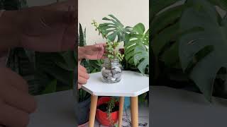 How to propagate Jade plant in water plant pot jadeplant [upl. by Mogerly]