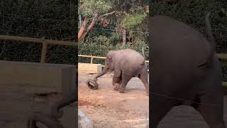 Unedited undubbed original sound live video of the excited and active little fat elephant in the [upl. by Singer768]