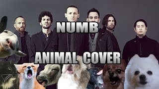 Linkin Park  Numb Animal Cover [upl. by Mancino]