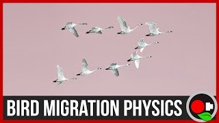 Physics of Bird Migration [upl. by Annekahs]