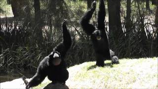 Siamang Gibbons at Dubbo Zoo [upl. by Cairistiona325]