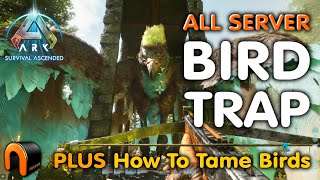 ARGY TRAP How to TAME BIRDS ARK Survival Ascended [upl. by Ducan]