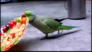 pakistani talking parrot 4flv [upl. by Euqinoj]