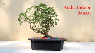 Aralia Indoor Bonsai [upl. by Odysseus]