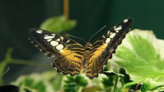 Parthenos sylvia [upl. by Ipoillak]