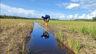 Rejeki nomplok parit pesawahan yang sudah lama terbengkalai banyak bersarang belut babon eelfishing [upl. by France869]