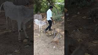 🐒ajj fir monkeyo ko kele khilaye 🍌 animals feedingviral videos video trending vlog [upl. by Hanafee]