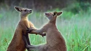 Kangaroo Boxing  Attenborough  BBC Earth [upl. by Rehposirhc]