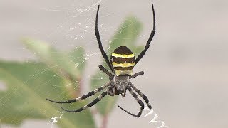 거미 호랑거미 Argiope amoena 4K Ultra HD Videos [upl. by Negah]