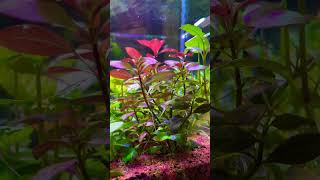 aquascape mindfulness calmdown naturelovers [upl. by Doralyn]