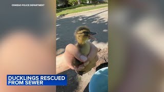 Ducklings rescued from sewer drain in Oswego [upl. by Ainod]