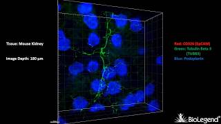 3D IHC Mouse kidney  CD326 EpCAM Tubulin Beta 3 TUBB3 Podoplanin [upl. by Mcadams]