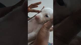 ராஜபாளையம்🐶ராக்கிNS Tamil channel likesharesubscriber🥰🐶 [upl. by Naellij]