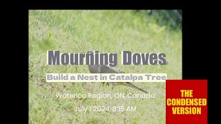 Mourning Doves Build a Nest July 1 2024 Condensed Version [upl. by Eade]