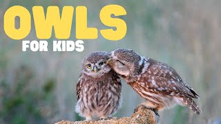 Owls for Kids  Learn fun facts about these cool birds [upl. by Eilyac]