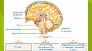 Control And Co ordinations [upl. by Navis]