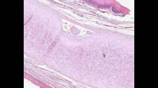 Shotgun Histology Epiglottis [upl. by Fretwell227]