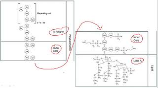 LEC 18  Lipopolysaccharides [upl. by Bushore]