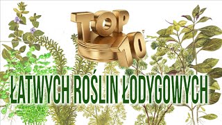 10 NAJŁATWIEJSZYCH ROŚLIN ŁODYGOWYCH  Super Łatwe Rośliny Akwariowe [upl. by Montana223]