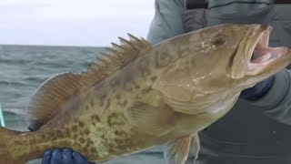 Winter Fishing for Grouper Snook and Sheepshead [upl. by Ibor586]