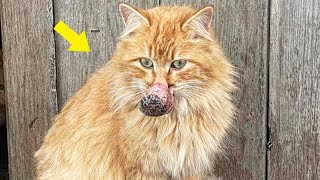 Stray Cat With Huge Nose Asked People For Help But Everyone Chased Her Away [upl. by Saffren]