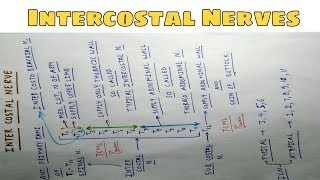 Intercostal Nerves  Part 1  Chart  The Charsi of Medical Literature [upl. by Monie76]