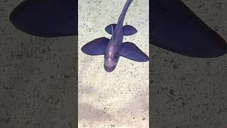 Chimaera are deepseafish also known as ghostsharks oceanvideo chimaerafish nautiluslive [upl. by Buell]