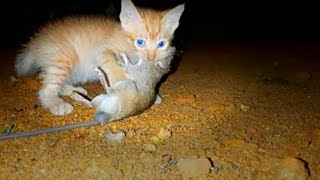 cat eats mouse alive A kitten eats a mouse [upl. by Tisbe649]