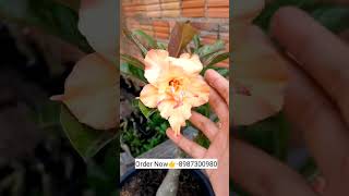 Rare imported adenium variety plants online shopping plant🌻🌹🏵️ adenium plants flower garden [upl. by Rimat]