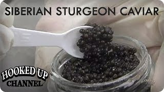 Siberian Sturgeon Caviar in Florida  foodcurated  Hooked Up Channel [upl. by Killarney23]