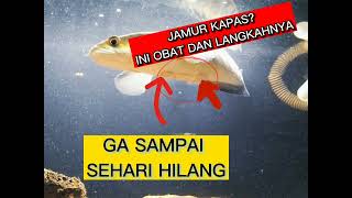 Mengobati Jamur Pada Ikan Channa Ga Sampai Sehari Jamur Hilang [upl. by Niabi767]