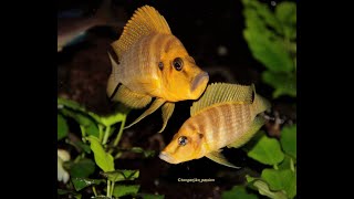 Altolamprologus Mandarin vs Cyprichromis Microlepidotus Karilani [upl. by Joung]