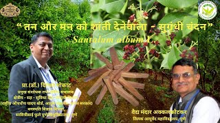 तन और मन को शांती देनेवाला  सुगंधी चंदन  Santalum album LWhite Sandal Wood [upl. by Merell906]