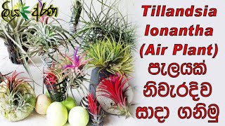 Tillandsia Ionantha  Air Plant  පැලයක් නිවැරදිව සාදා ගනිමු  Liya Arana [upl. by Nnaeed]