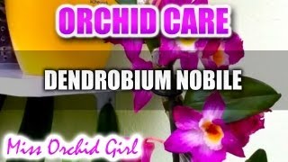 Orchid Care  Dendrobium Comet King Akatsuki [upl. by Wendeline238]