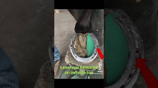 Lame horse Try this horsecare equestrian horsebehavior horsegrooming [upl. by Annerahs]