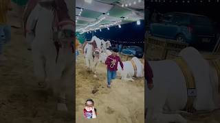 powerful cow cow bull cowvideos viral trending [upl. by Heddi]