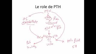 le rôle de Parathormone ET le Calcium chez les ruminants [upl. by Adelaide914]