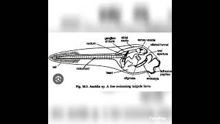 tadpole larva of herdmaniazoologybiologyvedioyoutubevedio [upl. by Amethist]