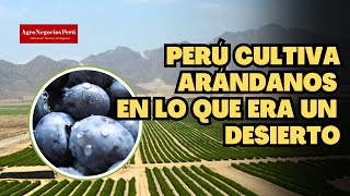 Perú tiene 18 mil hectáreas de arándanos la mayor parte donde antes era un desierto [upl. by Hsu36]