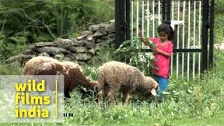 Young Himachali girl grazing sheeps [upl. by Chara]