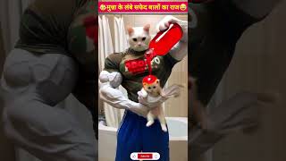 🙀The secret of Munna long white hair🤯wait for funniest😅 cutelook cartoon catsshortfeed [upl. by Trudnak]