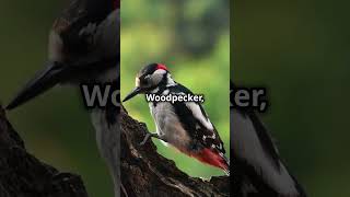 MindBlowing Facts About Woodpeckers [upl. by Whitby331]