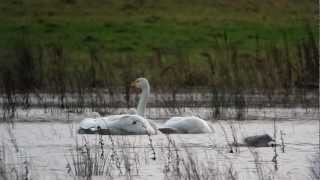 Whooper Swans [upl. by Oiramd]